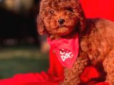 Red Brown Toy Poodle Yavrular