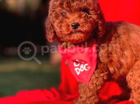 Red Brown Toy Poodle Yavrular görsel