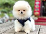 Ayı Surat Boo Pomeranian Yavrular
