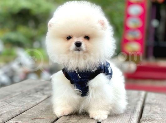 Ayı Surat Boo Pomeranian Yavrular görsel