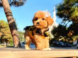 Maltipoo Mix Irk Garantili Yavrular
