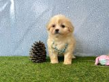 Krem Beyaz Maltipoo Sevimli Bebeklerimiz