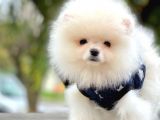 Ayı Surat Boo Pomeranian Yavrular