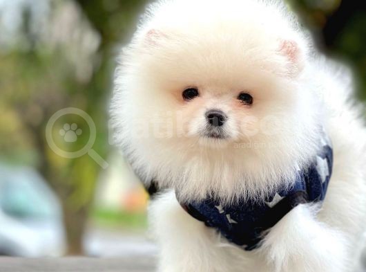Ayı Surat Boo Pomeranian Yavrular görsel