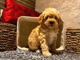Safkan Toy Poodle Yavrularımız