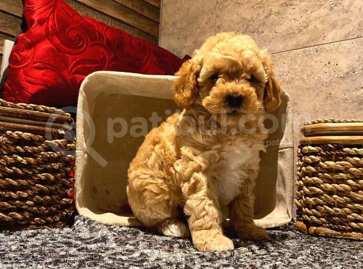 Safkan Toy Poodle Yavrularımız görsel