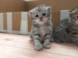 Silver Ve Golden Black Yavrular