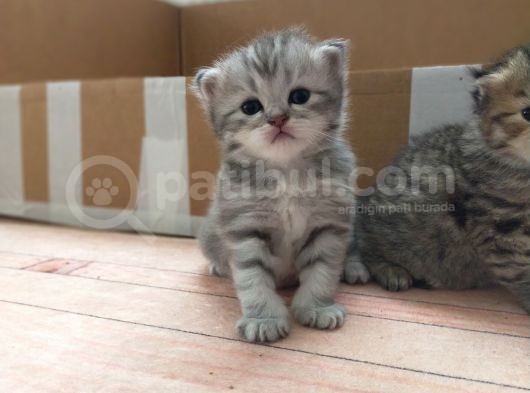 Silver Ve Golden Black Yavrular görsel
