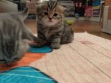 Silver Ve Golden Black Yavrular