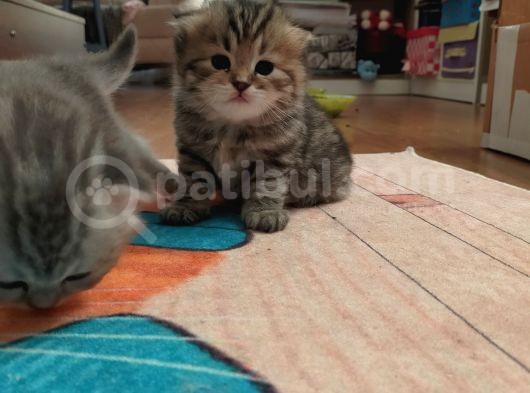 Silver Ve Golden Black Yavrular görsel