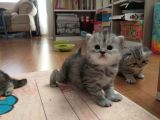 Silver Ve Golden Black Yavrular