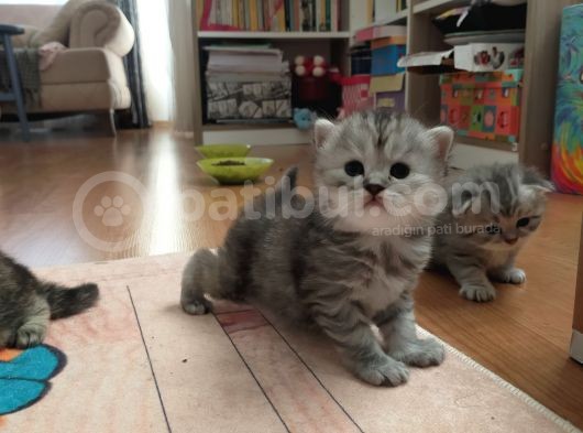 Silver Ve Golden Black Yavrular görsel