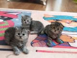 Silver Ve Golden Black Yavrular