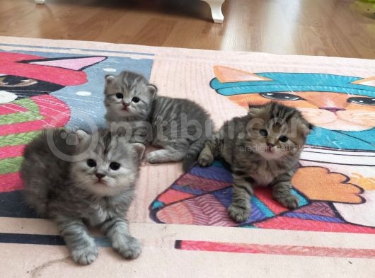 Silver Ve Golden Black Yavrular görsel