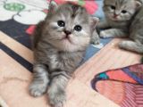 Silver Ve Golden Black Yavrular