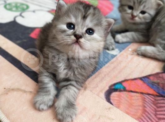 Silver Ve Golden Black Yavrular