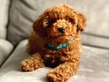 4 Aylık Toy Poodle Yavrumuz