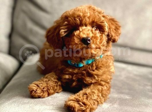 4 Aylık Toy Poodle Yavrumuz
