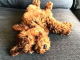 4 Aylık Toy Poodle Yavrumuz