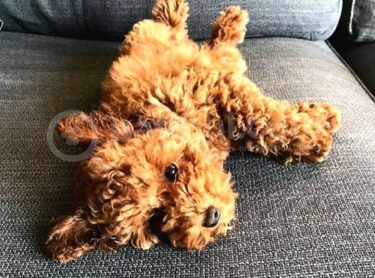 4 Aylık Toy Poodle Yavrumuz görsel