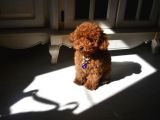 4 Aylık Toy Poodle Yavrumuz
