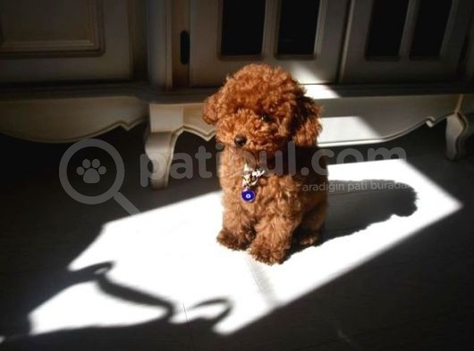 4 Aylık Toy Poodle Yavrumuz görsel