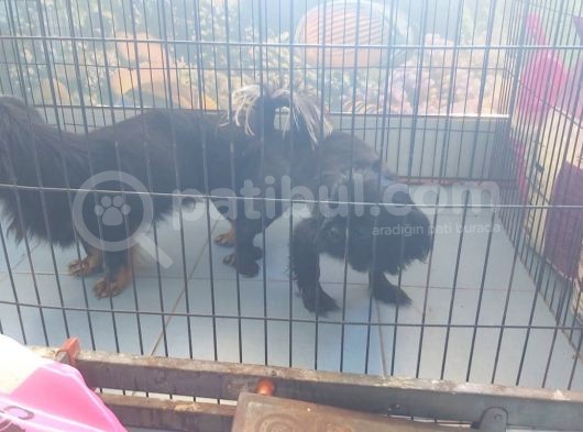 Ev Ortamında Büyümüş Pekinez görsel