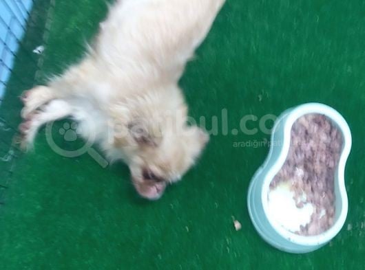 35 Günlük Peki̇nez Yavrular