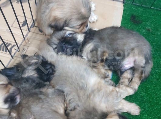 35 Günlük Peki̇nez Yavrular görsel