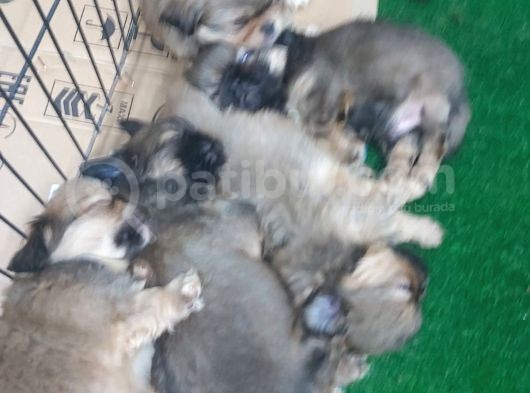35 Günlük Peki̇nez Yavrular görsel