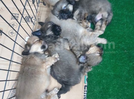 35 Günlük Peki̇nez Yavrular görsel