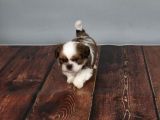 2 Aylık Erkek Shih Tzu 50 Günlük