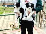 Border Collie / Teslime Hazır
