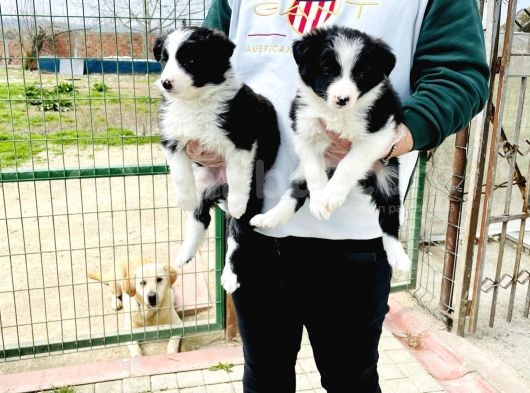 Border Collie / Teslime Hazır görsel