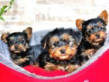 Yorkshire Terrier Yavrular