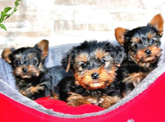 Yorkshire Terrier Yavrular görsel