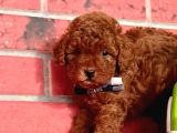 Red Brown Orjinal Toy Poodle Yavrular
