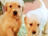 Golden Retriever Yavrular