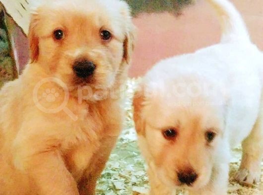 Golden Retriever Yavrular