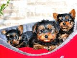 Yorkshire Terrier Yavrular