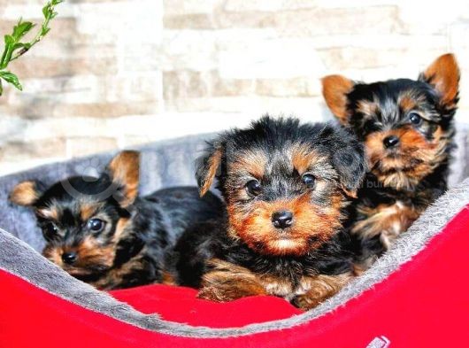 Yorkshire Terrier Yavrular görsel