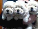 Chow Chow Yavrular