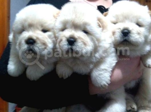 Chow Chow Yavrular görsel