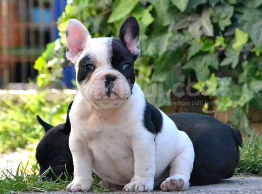 French Bulldog