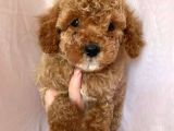 Çiftliğimizden Toy Poodle Yavrular