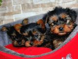Yorkshire Terrier Yavrular