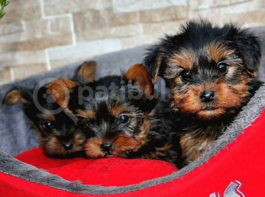 Yorkshire Terrier Yavrular