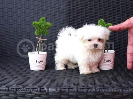 Safkan Mini Boy Maltese Terrier