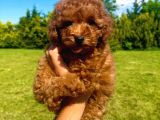 Toy Poodle