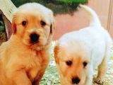 Golden Retriever Yavrular